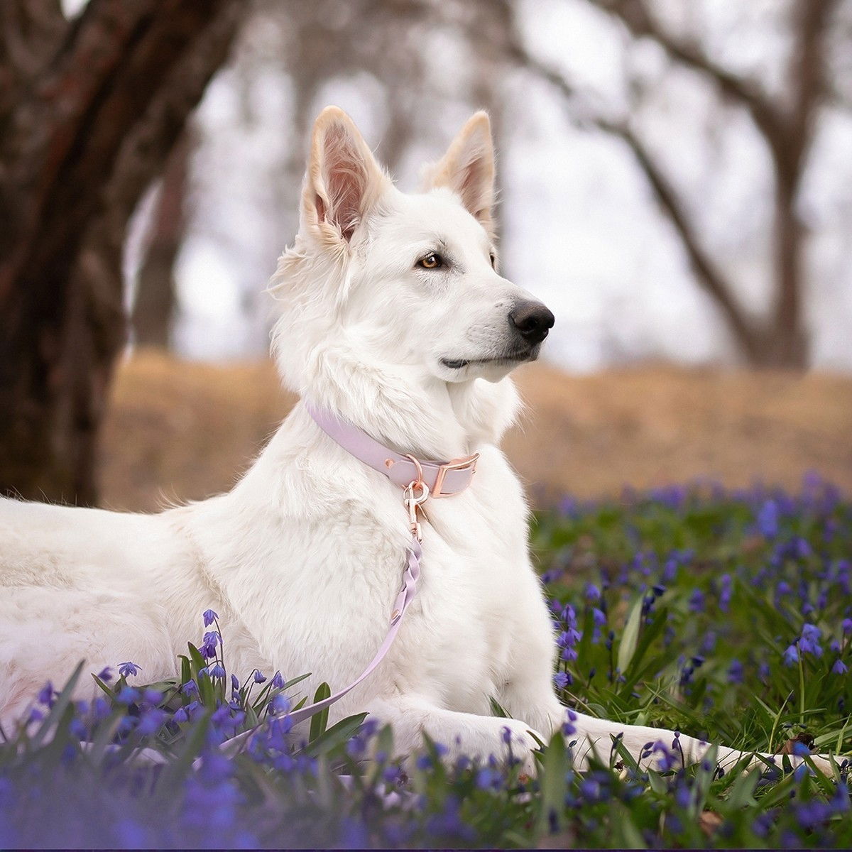 Tyylivoitto Classy collar, lavender