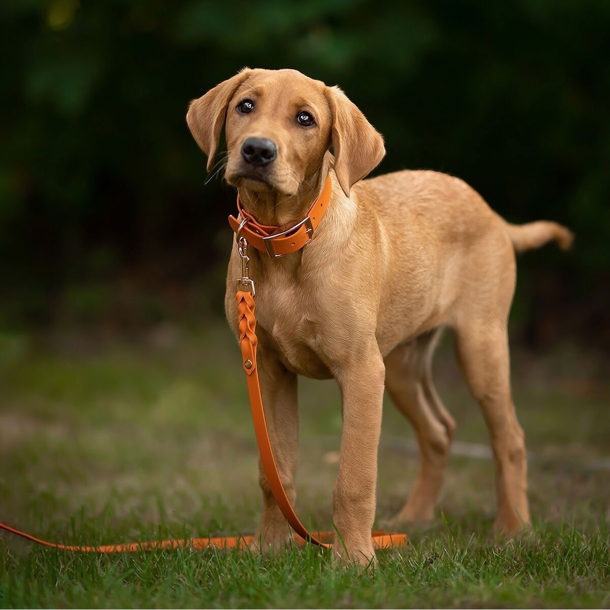 Tyylivoitto Classy collar, burnt orange